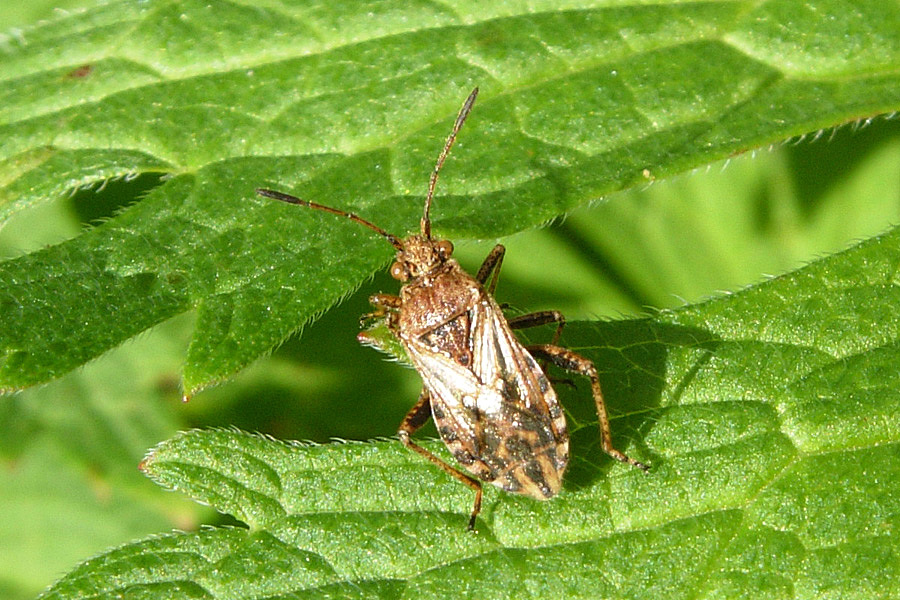 Stictopleurus.. almeno penso!